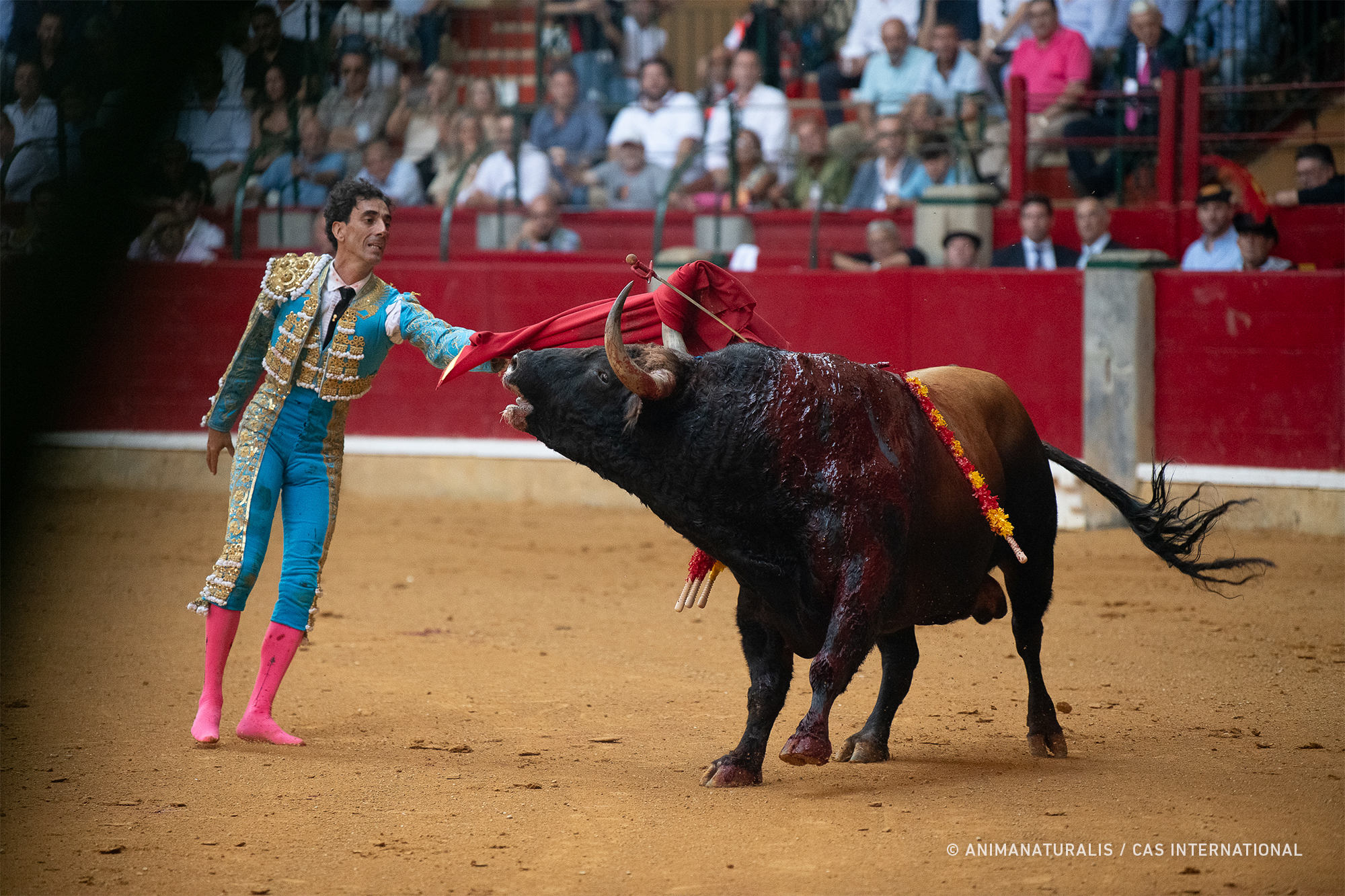 La feria taurina de Zaragoza llega a su fin tras cobrarse la vida de 60 toros