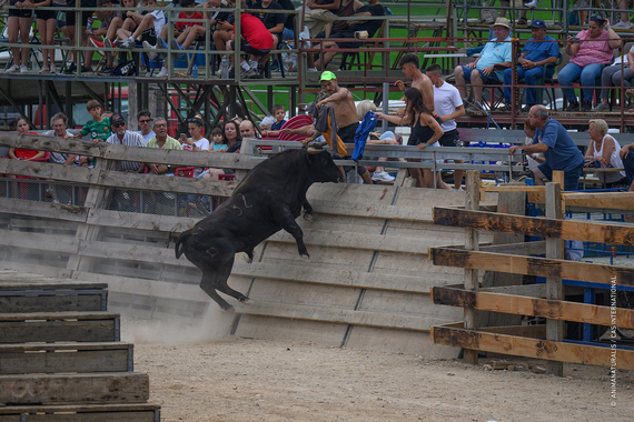 We expose the abuse of heifers in Sant Jaume d'Enveja We expose the abuse of heifers in Sant Jaume d'Enveja