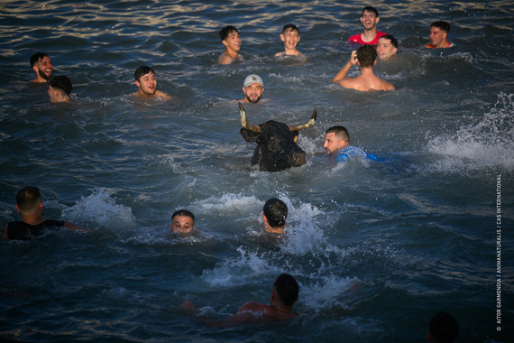 Dénia once again the epicenter of animal cruelty with their 'Bous a la Mar' Dénia once again the epicenter of animal cruelty with their 'Bous a la Mar'