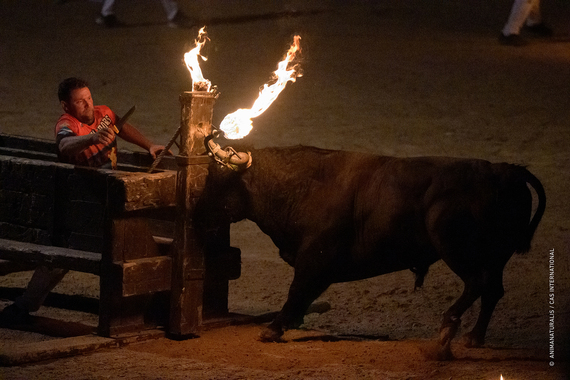 More than 2,500 bulls are turned into living torches in Spanish traditions every year More than 2,500 bulls are turned into living torches in Spanish traditions every year