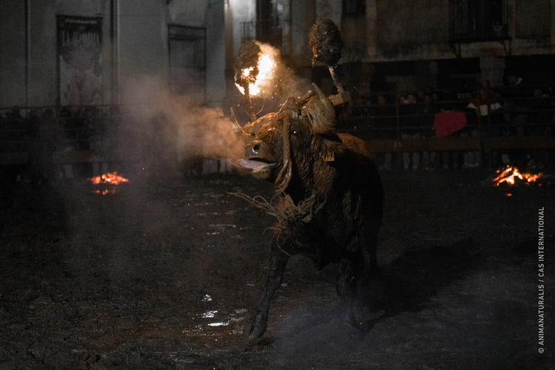 We expose the ordeal of the Toro Jubilo in Medinaceli amidst health crisis, protests, and ongoing legal battles We expose the ordeal of the Toro Jubilo in Medinaceli amidst health crisis, protests, and ongoing legal battles