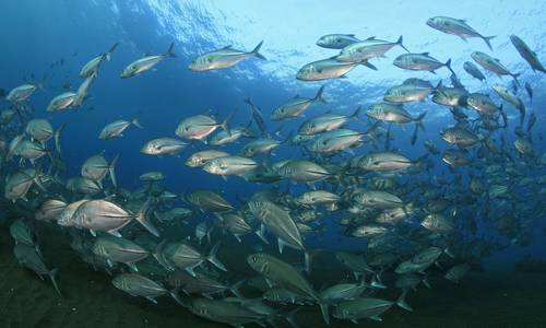 Resultado de imagen de PECES