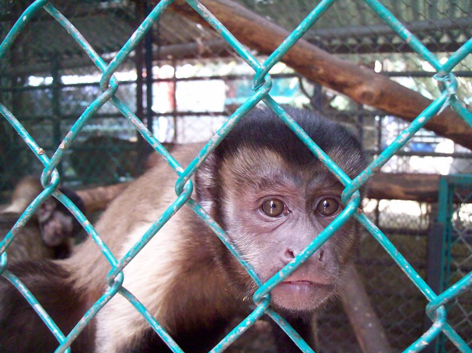 Pide fin de maltrato animal en “El club de los animalitos”! | AnimaNaturalis