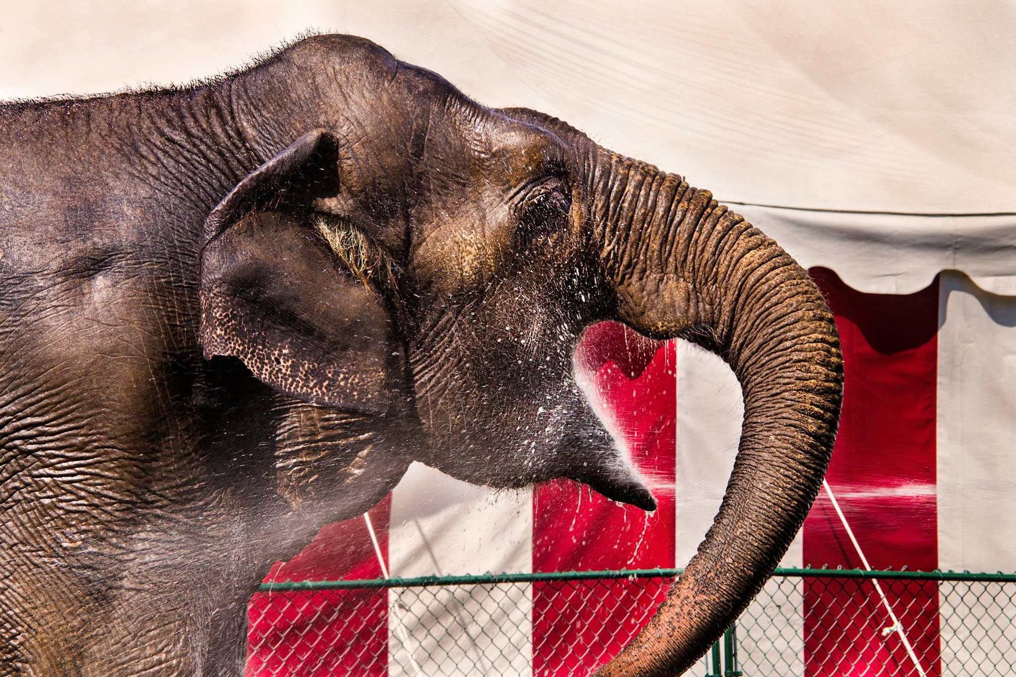 País Vasco prohíbe los circos con animales