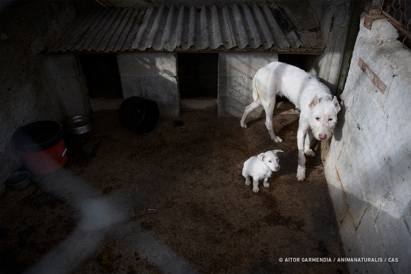 This is how hunting dogs live in Spain