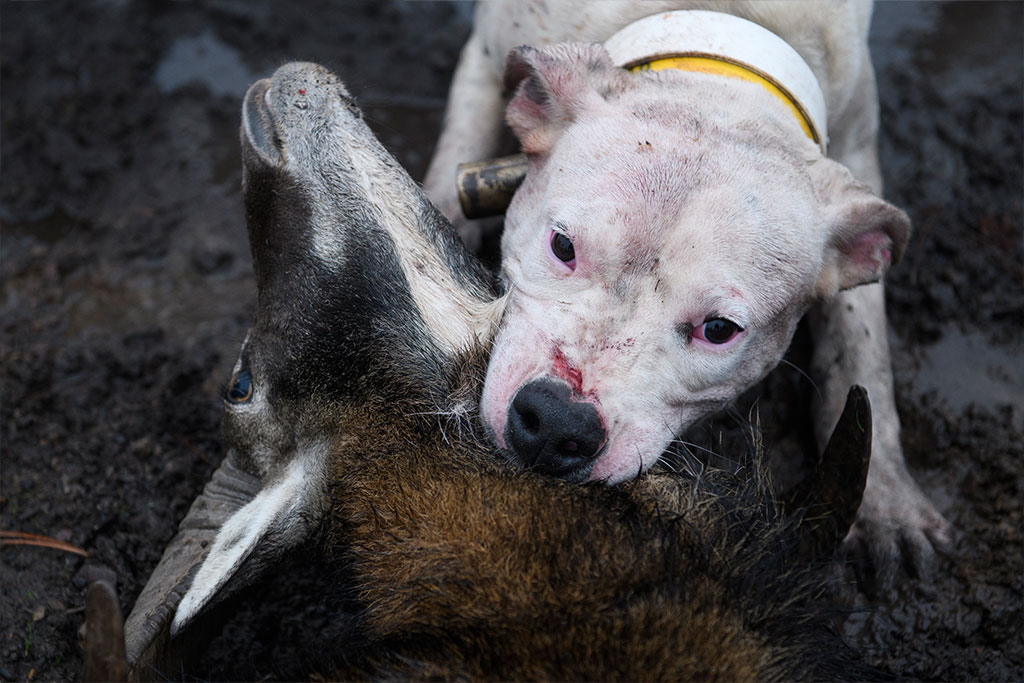 The horror of hunting with dogs in Spain exposed