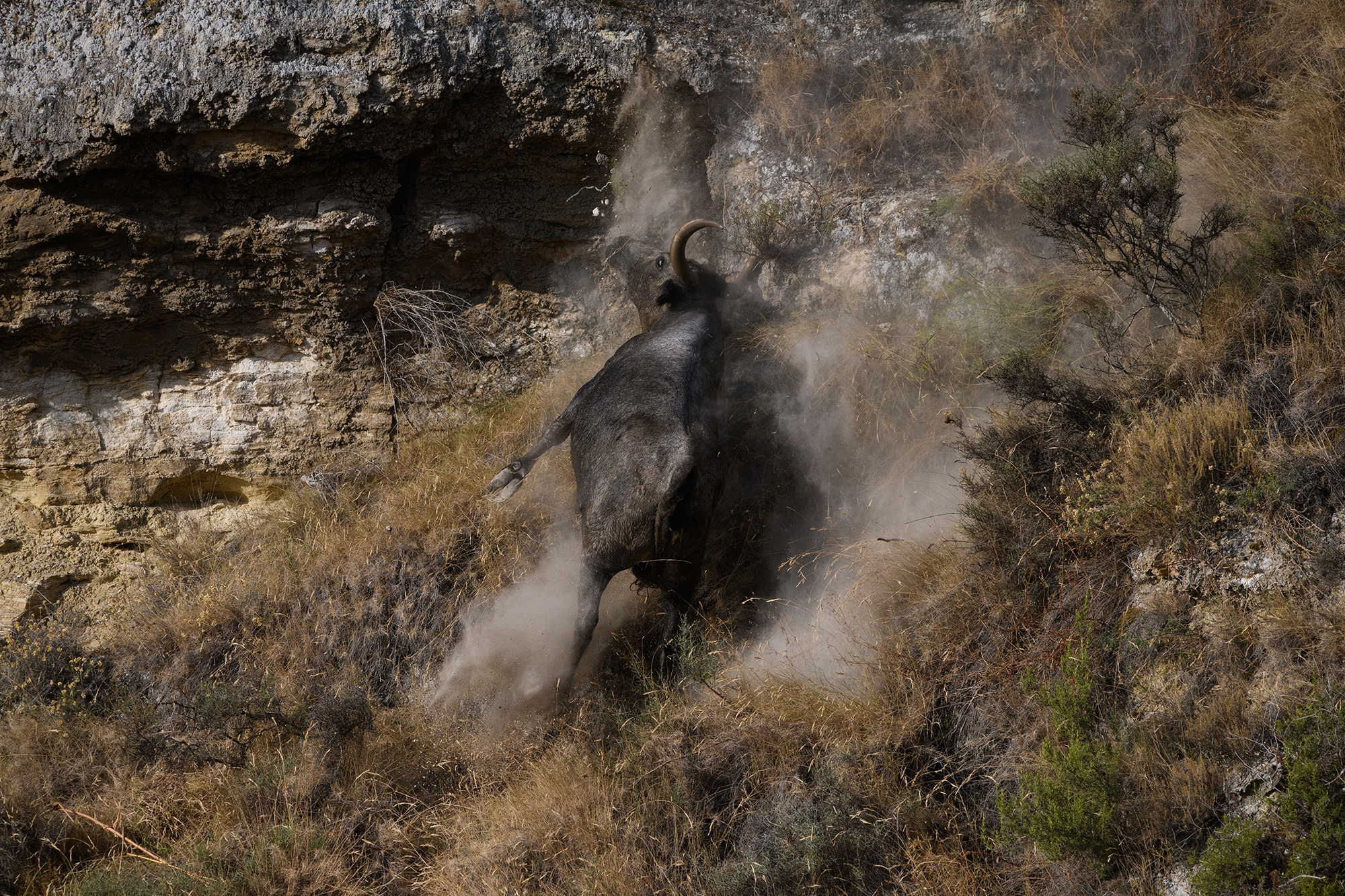 We denounce the serious lack of safety and the presence of minors at the dangerous running of the bulls at El Pilón in Falces