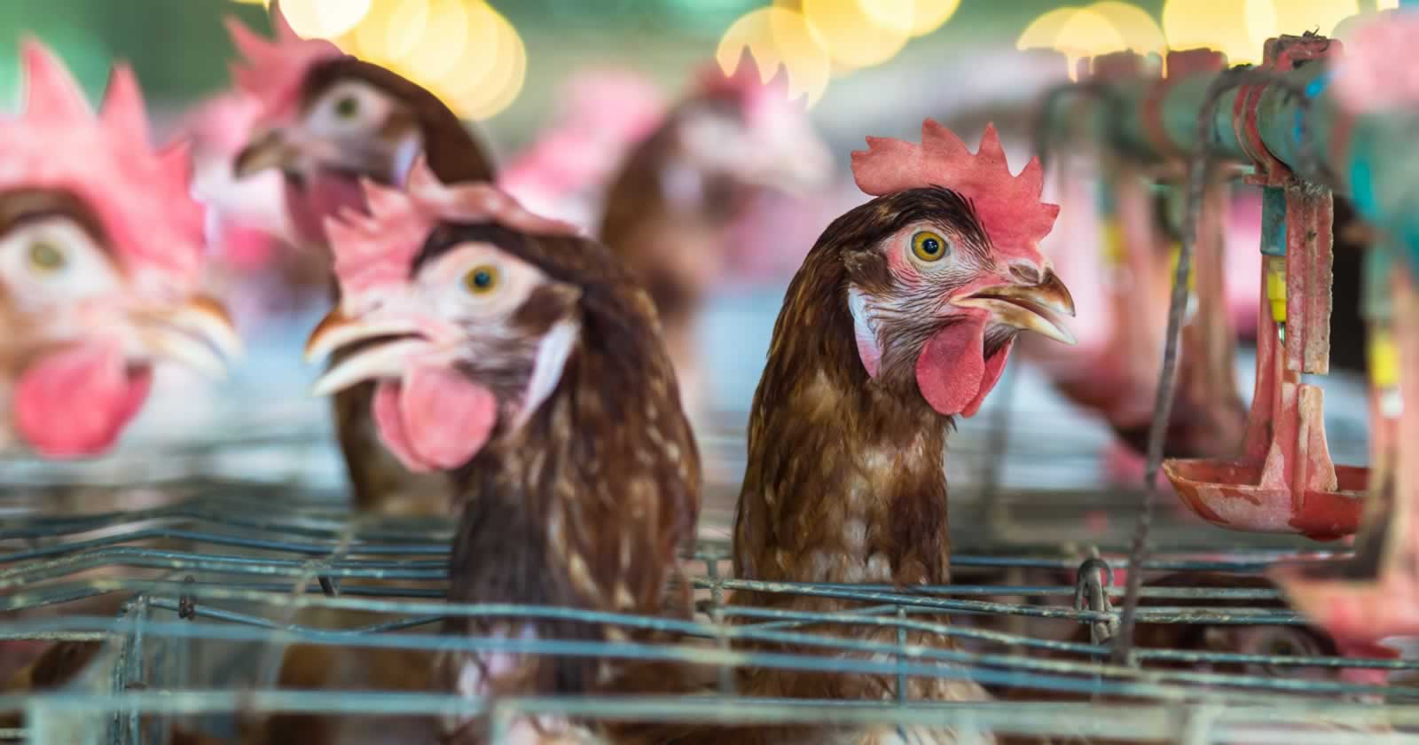 AnimaNaturalis presenta alegaciones contra la macrogranja de 750,000 gallinas en Mallorca