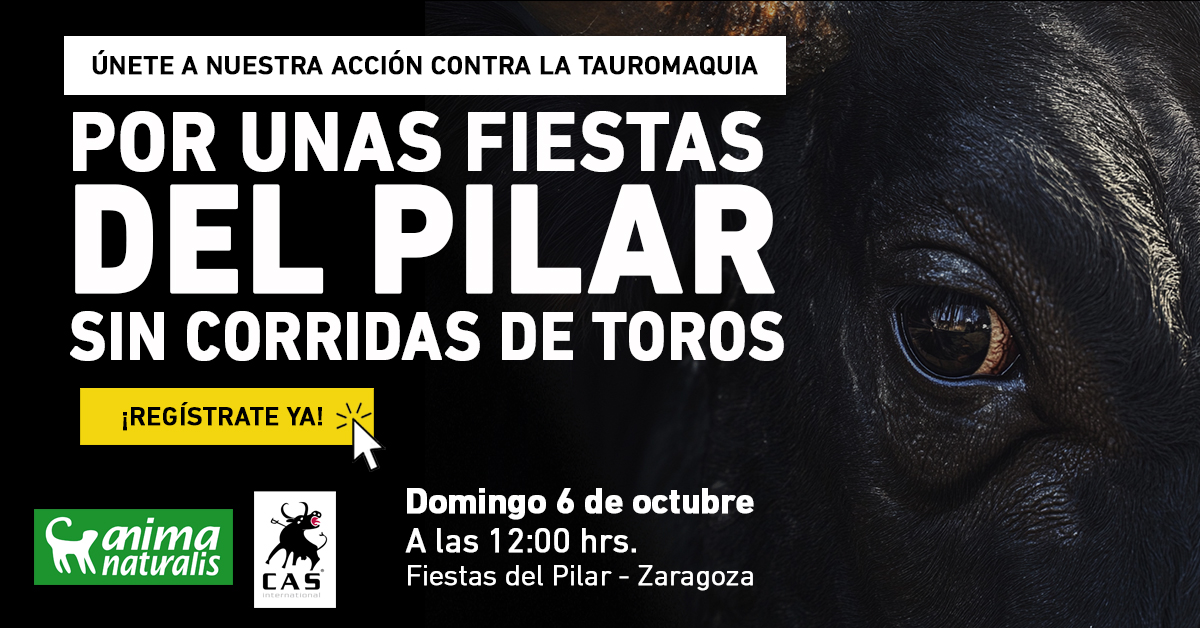 ¡Asiste a la protesta antitaurina que realizamos en plenas Fiestas del Pilar!