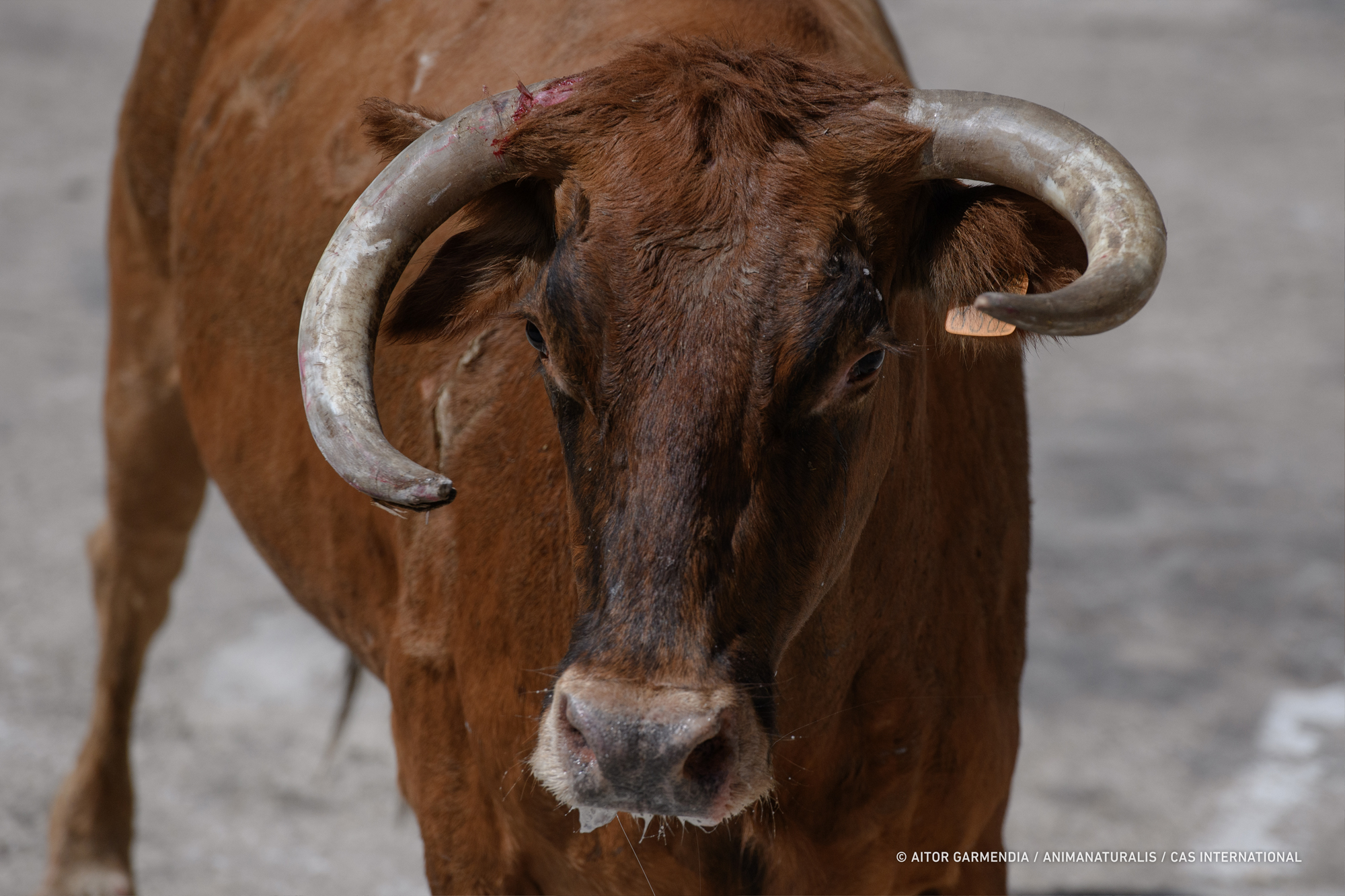 We witnessed the horror of the running of the calves in Falces