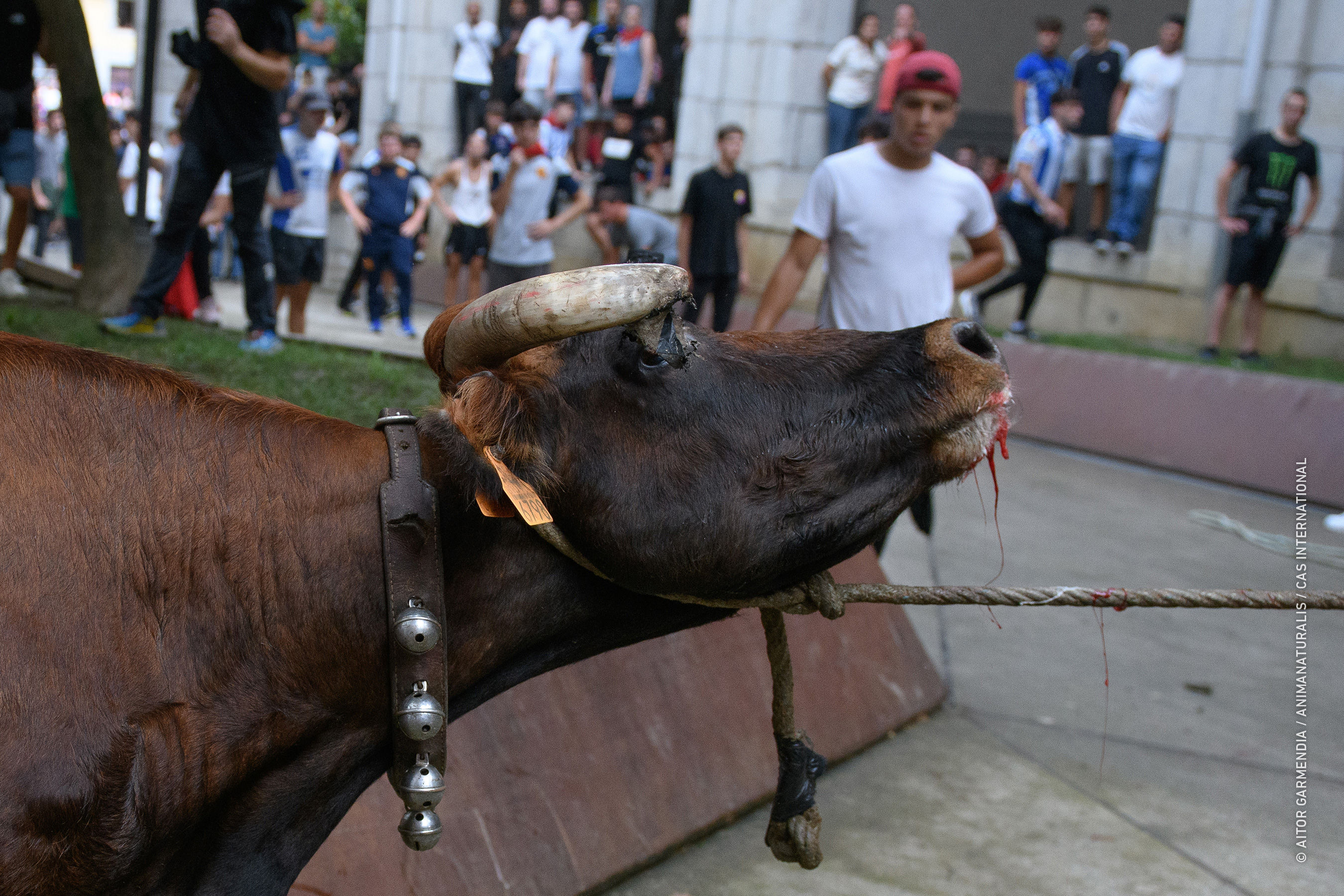 Sokamuturra: A tradition questioned for animal suffering