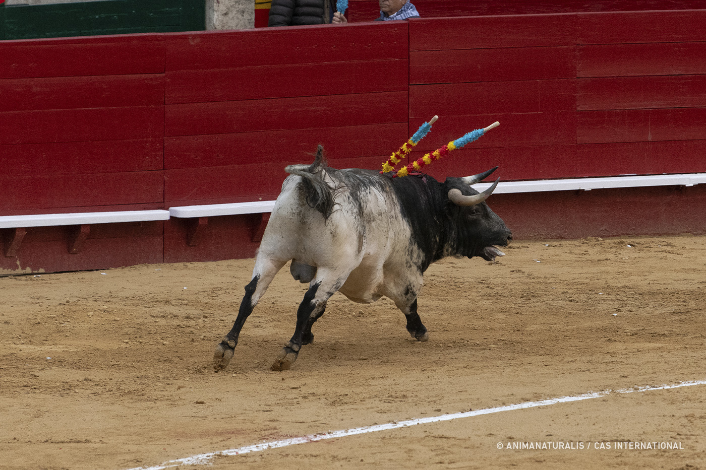 Documentamos la novillada inaugural de Las Fallas de València