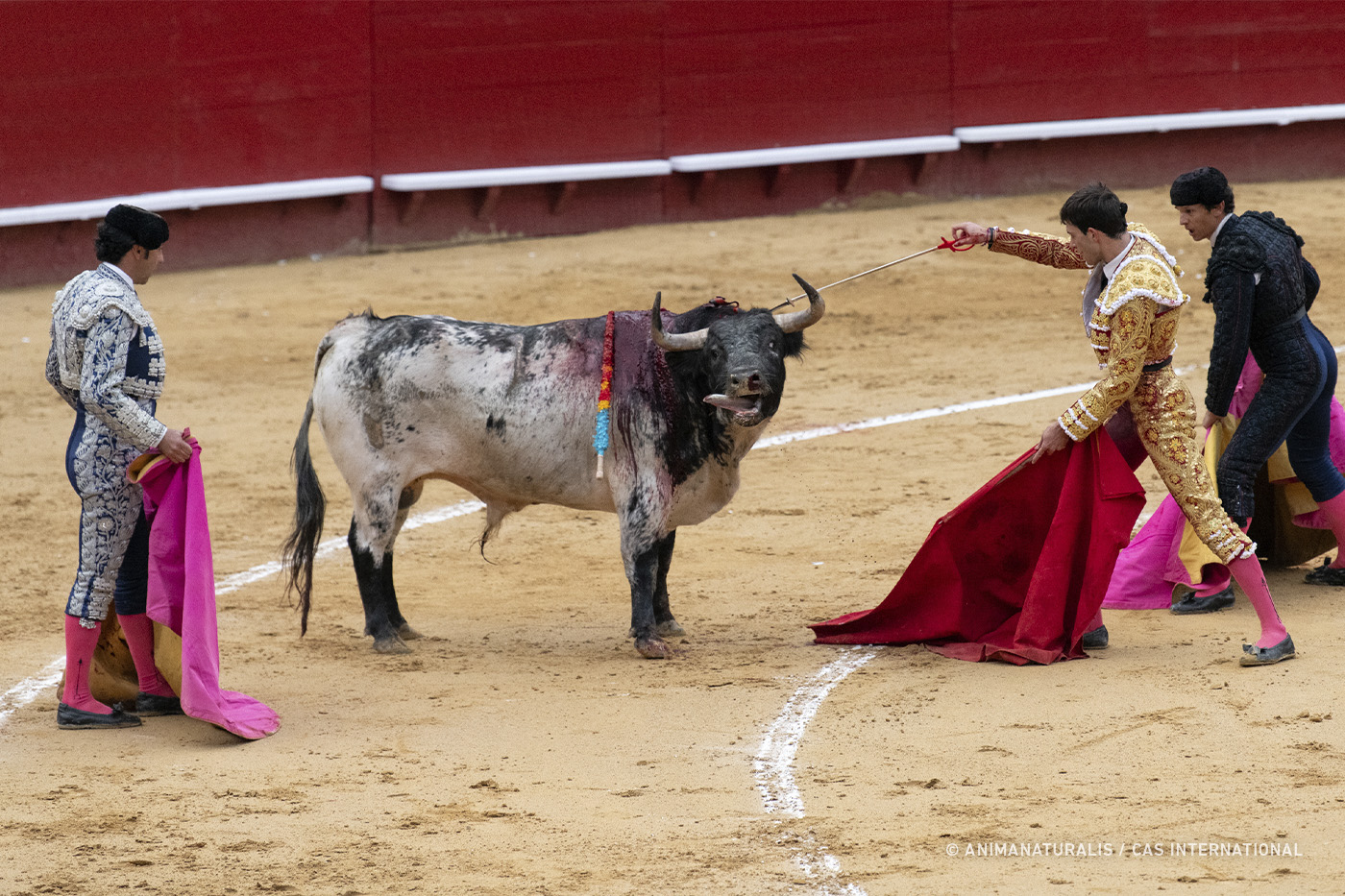 Baleares pondrá fin a la protección de menores frente a la violencia de las corridas de toros