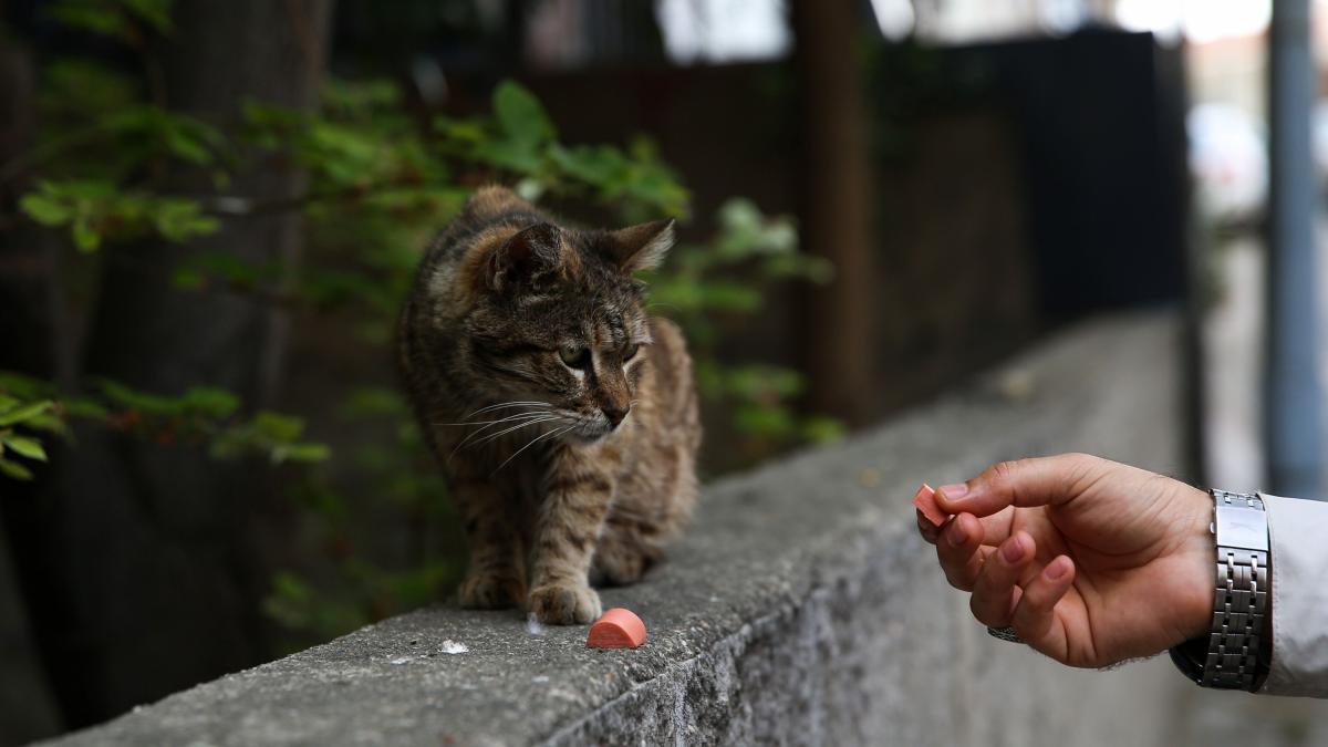 Llevaremos a tribunales al gobierno de Canarias por el exterminio de gatos comunitarios