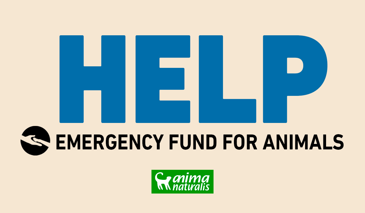 Join the Animal Emergency Fund and help animal affected by natural disasters