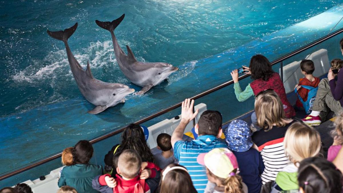 Delfines del Zoo de Madrid serán trasladados a China en medio de una polémica por maltrato animal