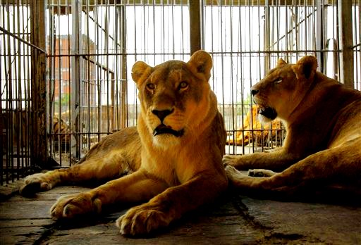 AnimaNaturalis denuncia la muerte de un león en el Circo Ame