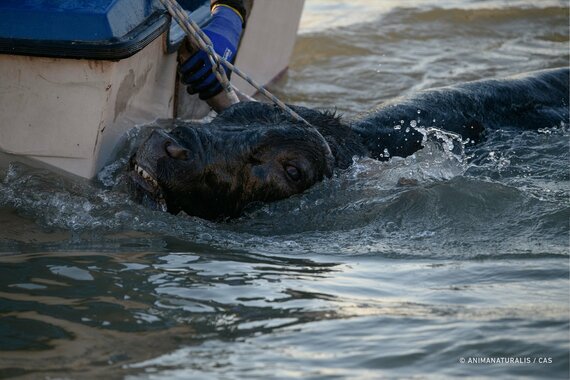 Otro toro muere ahogado en los ‘bous a la mar’ de Xàbia