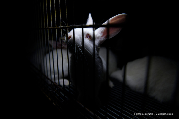 Fotografía de AnimaNaturalis participa en la exposición  'Silent Suffering' en el Parlamento Europeo