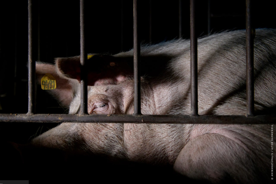 The European Commission plans to betray 1.4 million citizens by abandoning the cage ban The European Commission plans to betray 1.4 million citizens by abandoning the cage ban