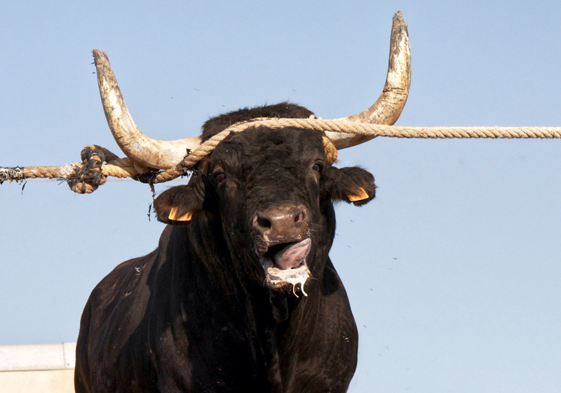 AnimaNaturalis files a complaint against the La Ràpita City Council for holding bull-related events outside the legally authorized dates AnimaNaturalis files a complaint against the La Ràpita City Council for holding bull-related events outside the legally authorized dates