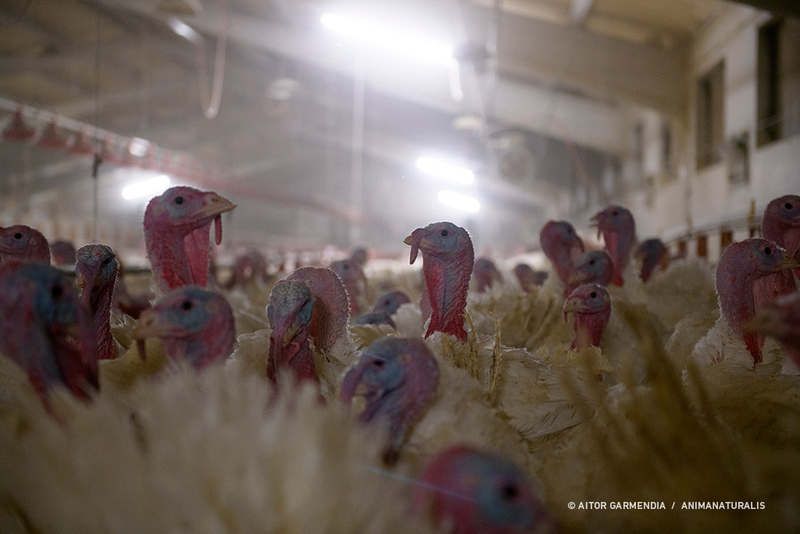 EFSA confirms systematic suffering of turkeys on EU farms EFSA confirms systematic suffering of turkeys on EU farms